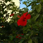 Golden Hotel Hersonissos (Crete)