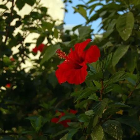 Golden Hotel Hersónissos