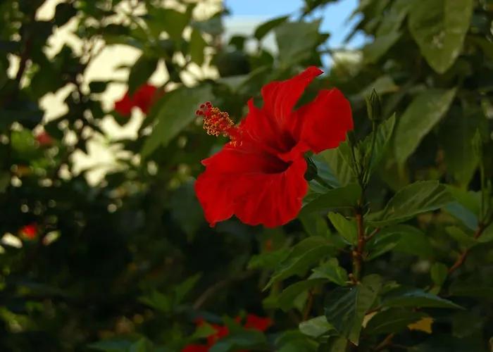 Golden Готель Херсонісос